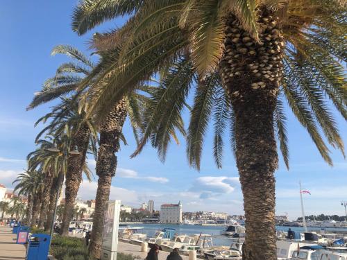a palm tree with fruits on it next to a harbor at VIP Rooms in Split