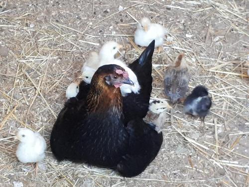 a group of ducks and chickens on the ground at Agriturismo La Talpa in Marsiliana