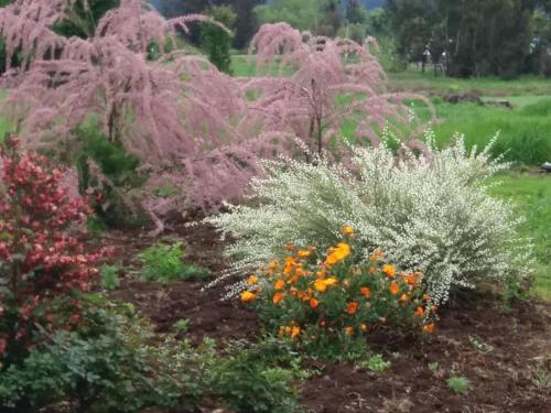 a garden with pink trees in the background at Cabañas de Campo Colbún in Colbún