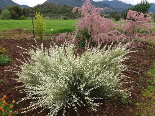 a plant with white flowers in a garden at Cabañas de Campo Colbún in Colbún