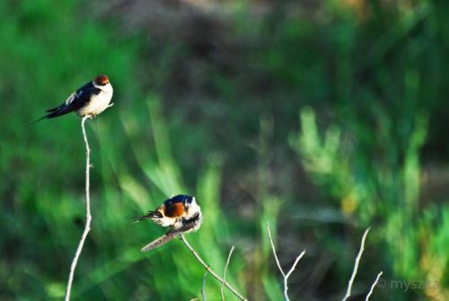 two birds are sitting on a branch at Wonderland in Winterton