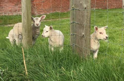 a group of sheep standing behind a wire fence at Westmoreland Cottage in Weaverthorpe