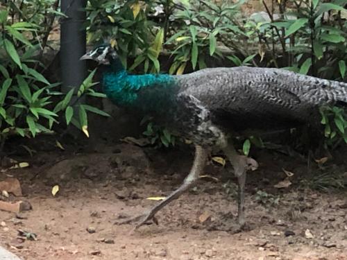 Animales en el resort o alrededores