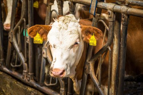 a cow with tags in its ears looking through a gate at Urbangut in Sankt Michael im Lungau