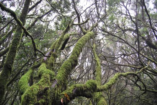 a tree covered in green moss in a forest at LOS FRAILES I in San Sebastián de la Gomera