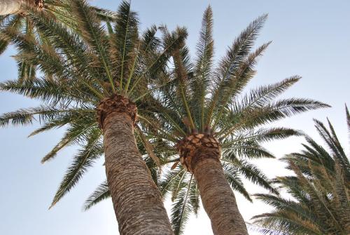 two palm trees with the sky in the background at LOS FRAILES I in San Sebastián de la Gomera