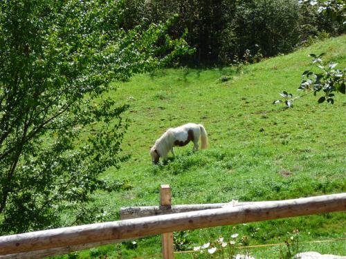 a white horse grazing in a field of grass at Hotel-Gasthof Mauthäusl in Weißbach