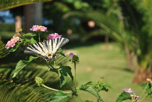 Κήπος έξω από το Iliovasilema Hotel
