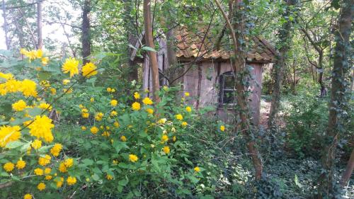a garden with yellow flowers in front of a building at Ferienwohnung ehemalige Revierförsterei "Morgensünn" in Kuhstorf
