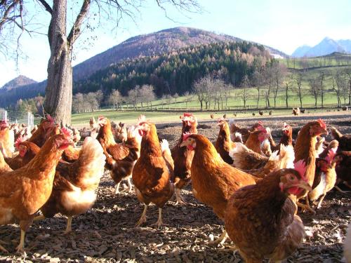 a group of chickens standing in a field at Knirschenhof in Windischgarsten