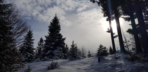 a snow covered christmas tree on a snowy hill at Stoffenhof in Oberdrauburg