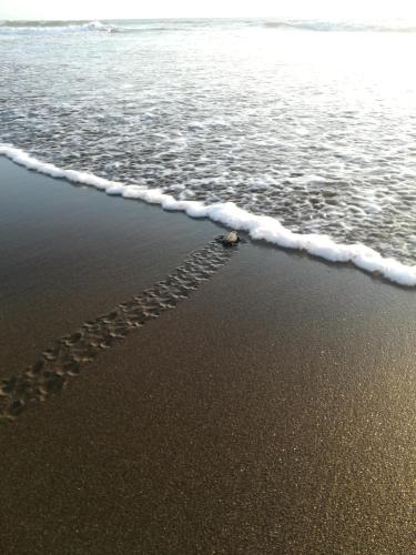 a wave washing up on the sand on the beach at Posada Villamaga in El Valle
