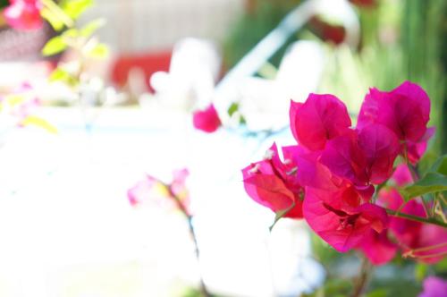 a group of pink flowers in a white vase at Pousada Baobá e SPA in Olinda