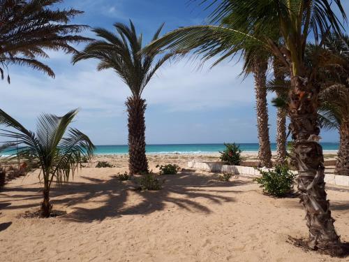 a group of palm trees on the beach at Beachhaus Praia de Chaves in Cabeçadas