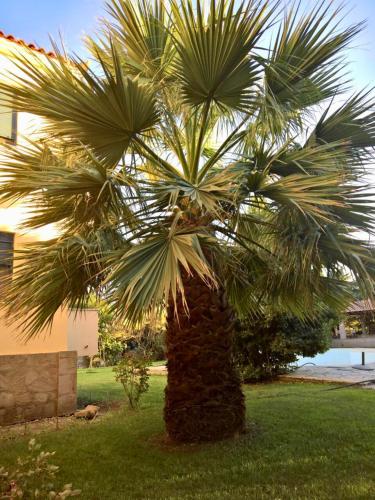 a palm tree in the grass in a yard at Villa Marita in Lisvórion