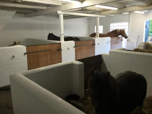 a group of horses standing in a room with stalls at Ferienhof Utech in Wenkendorf auf Fehmarn