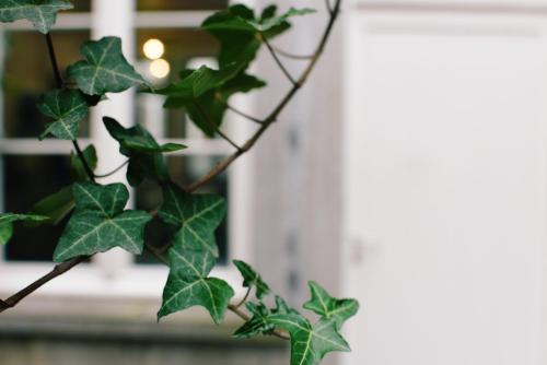 a branch of a plant with green leaves at BED Collège in Namur