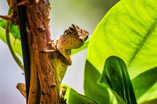 a frog is sitting on a tree branch at Rusty Pelican - "Goofy Gecko" Container Apt. in La Gaulette
