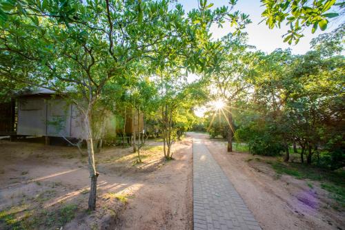 a tree lined road with the sun shining through it at Nkambeni Safari Camp in Hazyview