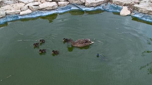 a duck and three ducklings swimming in the water at Lou mas li Pitchoun "Le Luberon " in Gordes