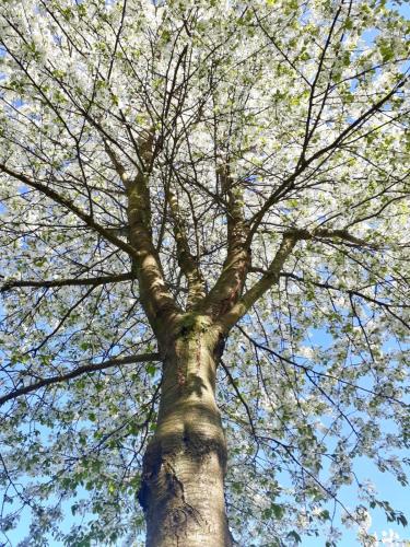 a tall tree looking up into the sky at Ferienhotel Alter Bahnhof garni in Prerow