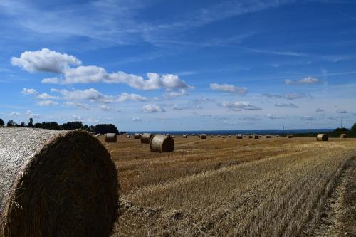 a field filled with hay bales in a field at The Plough Inn in Stalisfield