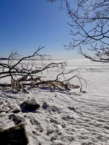 a snow covered field with a tree in the foreground at Ferienhotel Alter Bahnhof garni in Prerow
