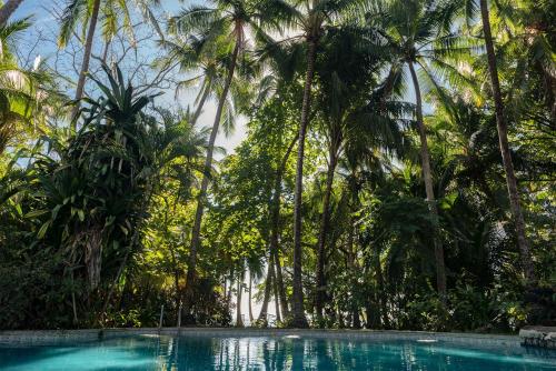 a pool in the middle of a jungle with palm trees at Calala Lodge in Cabuya