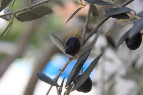 a bunch of black olives on a tree branch at Spacious Villa in Parecag with a Swimming Pool in Sečovlje