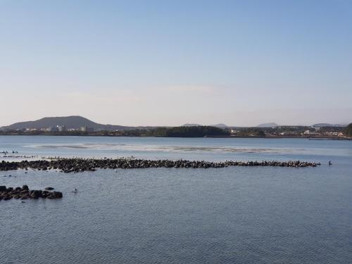 a group of birds on a island in the water at Purmir Pension in Seogwipo