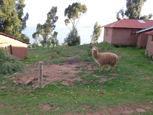 a sheep standing in a yard next to a house at "Casa de Valentin" in Llachon