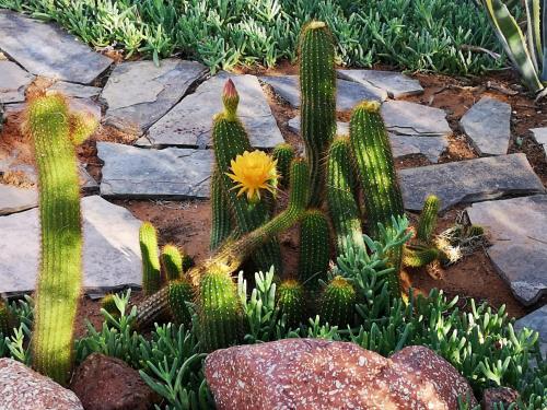 a cactus with a yellow flower in a garden at Terra Rouge Guestfarm in Koës