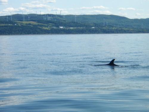 a dolphin swimming in a large body of water at La Maison entre Mer Montagnes in Cap-Chat