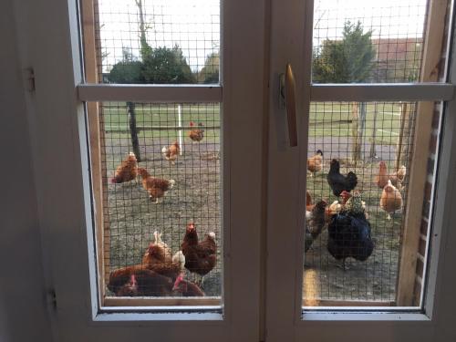 a bunch of chickens are in a cage at 4 Impasse de la Bataillerie in Oyes