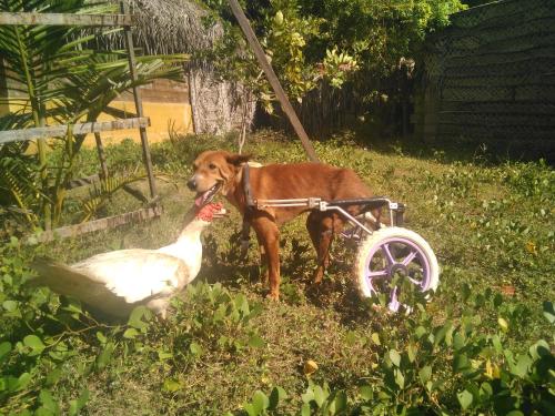 um cão com um carrinho ao lado de uma galinha em Margarita Village kite school kalpitiya em Kalpitiya