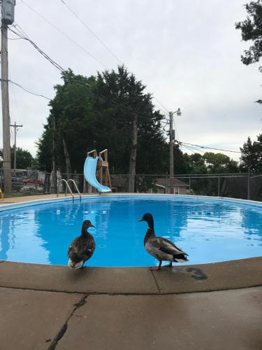 two ducks standing in front of a swimming pool at Calm Waters Resort in Branson