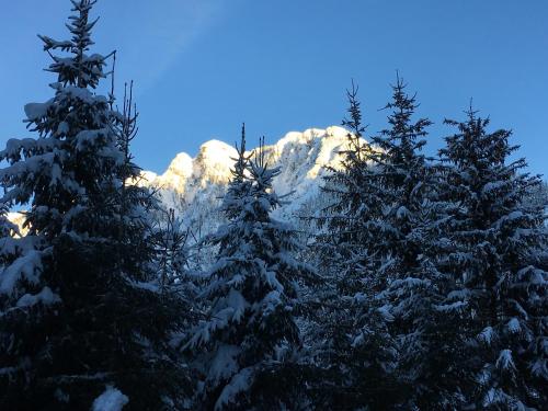 a group of snow covered trees with a mountain in the background at Anna's Appartement in Alpbach