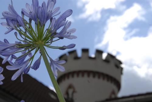 a purple flower with a lighthouse in the background at Pension Kastanienhof in Zeulenroda