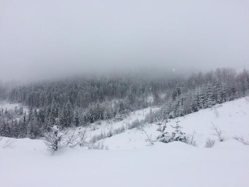 a snow covered hill with trees in the background at Коттедж у Михайла  in Slavske