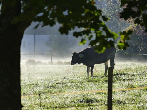 a black cow standing in a field of grass at Ferienwohnung Mathias Kennerknecht in Fischen