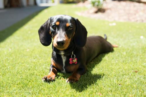a black and brown dog laying in the grass at Waimarie on Riverside Motel & Apartments in Nelson