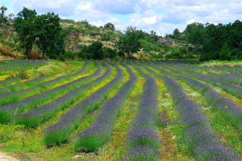 Κήπος έξω από το Quinta das Lavandas