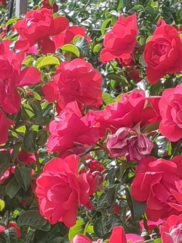 a group of pink roses in a garden at Rosedale Cottages in Twizel