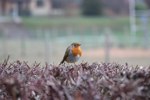 a small bird sitting on top of a bush at La Maison des Copains in Blonay