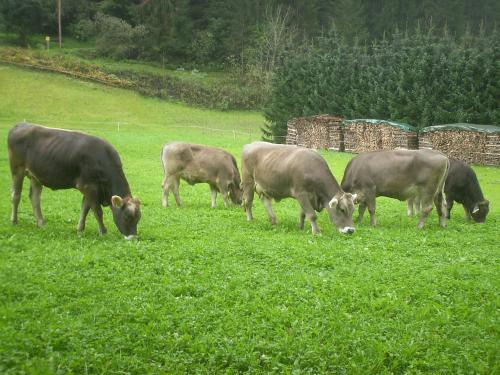 a group of cows grazing in a field of grass at Nieslerhof in Mayrhofen