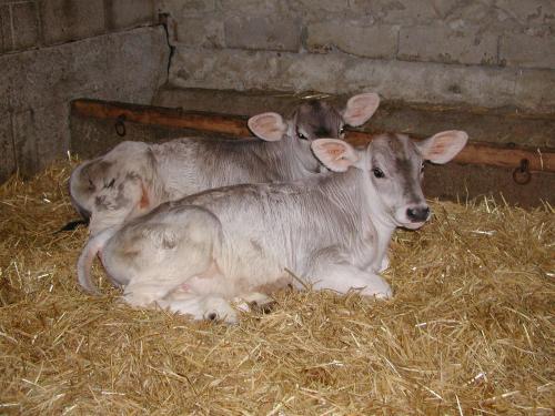 three cows laying in hay in a barn at Nieslerhof in Mayrhofen