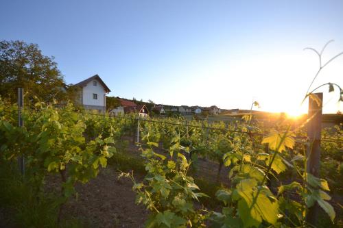 a vineyard with the sun setting behind a fence at Kleines Kellerstöckl Nimm 2 in Rechnitz