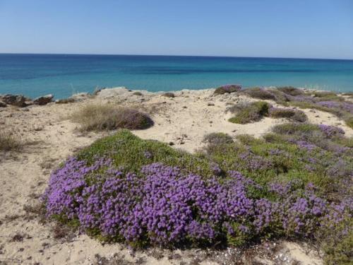 a bunch of purple flowers on the beach at Casa Solento in Maruggio