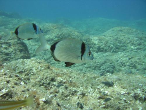 two fish swimming in the ocean on the reef at Casa Solento in Maruggio
