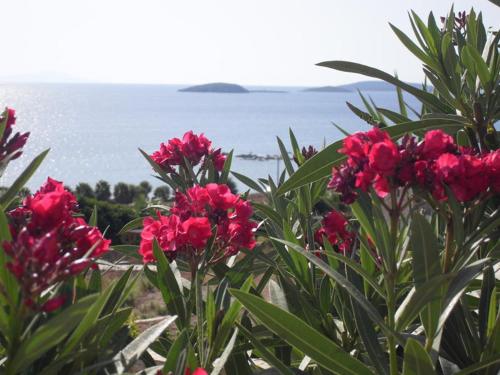 Rose's House – Photos 2
